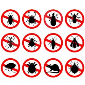 Les signes révélateurs d’une infestation de rats