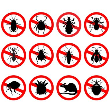 Les signes révélateurs d’une infestation de rats