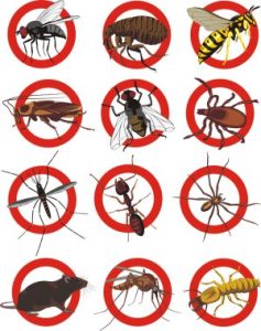 Comment désinfecter un restaurant après une infestation