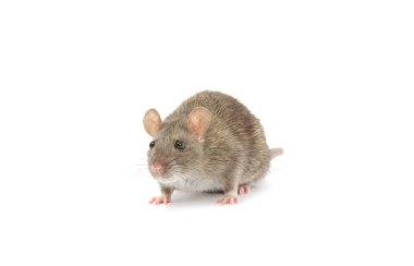 Les dangers des nuisibles pour la santé humaine