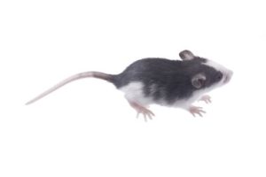 Les dangers des araignées venimeuses dans les régions chaudes