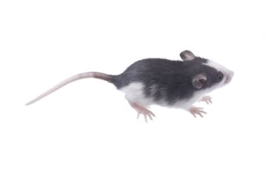 Les dangers des araignées venimeuses dans les régions chaudes