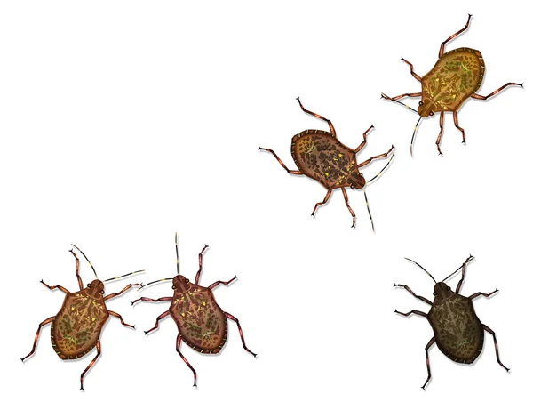 Les insecticides naturels contre les punaises de lit sont-ils efficaces