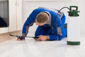 Comment planifier un entretien régulier contre les nuisibles