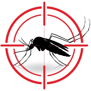 Les meilleures méthodes pour éviter les infestations de termites dans les constructions neuves