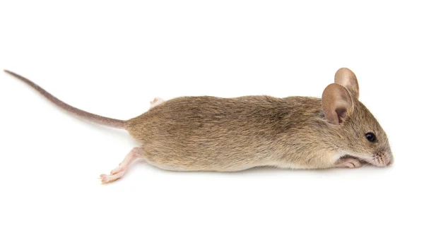 Les dangers des insectes pour la qualité des produits alimentaires