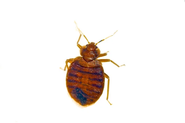 Punaise de lit Antony