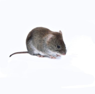 Les dangers des chenilles processionnaires pour les animaux