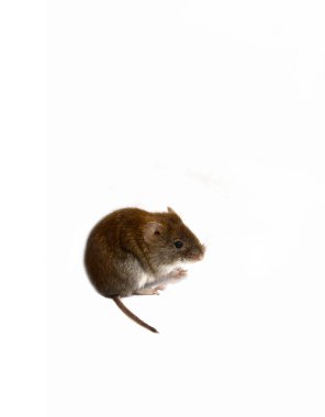Comment se débarrasser des nuisibles dans votre maison