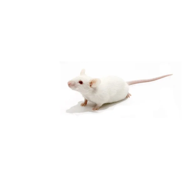 Les avantages de la lutte biologique contre les nuisibles