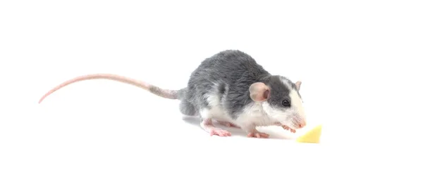 Les meilleures méthodes pour se débarrasser des insectes