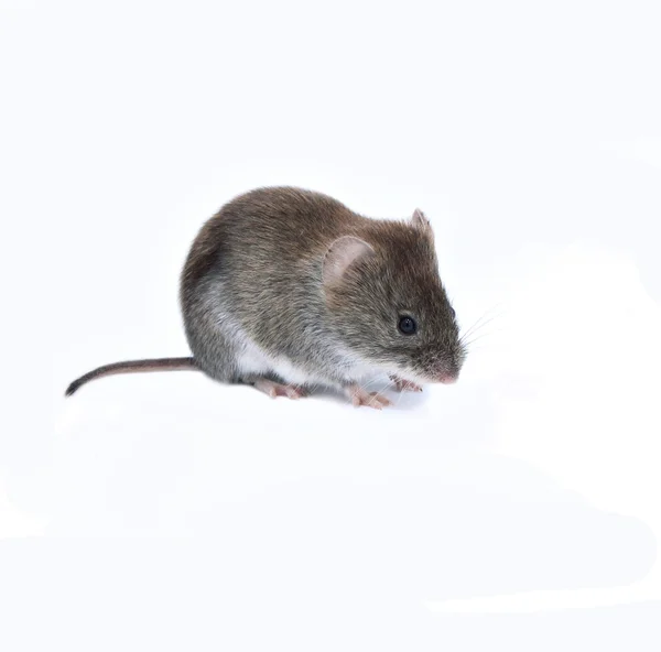 Les signes d’une infestation de nuisibles à surveiller