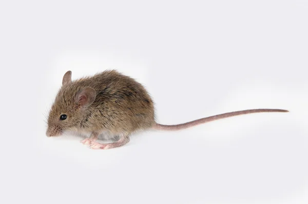 Les dangers des tiques pour les animaux domestiques