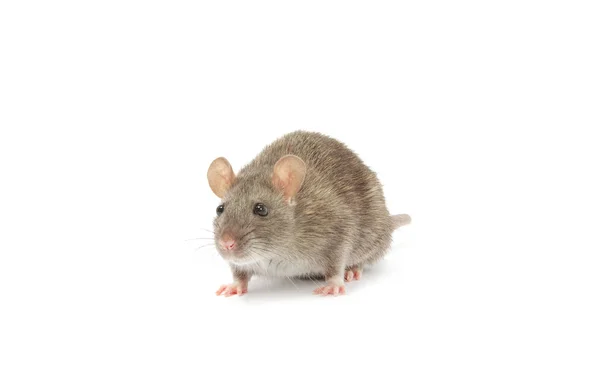 Comment désinsectiser un centre de loisirs après une infestation