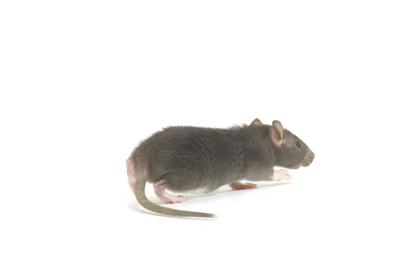 Les meilleures pratiques pour prévenir les infestations de nuisibles en hiver